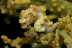 ˮ����Ӱ΢������53��