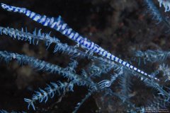 ˮ����Ӱ΢������28��