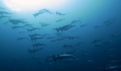 ��Ƶ | ӡ���ﺣ��60��ͷ��ͷ�輯��Ǩ����𺳳���