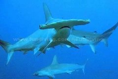 ��˵����ֹͣ�ζ��ͻ��������������