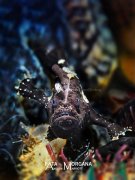 ˮ����Ӱ΢������94��