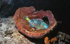 ��֪����������ǧ��ٹֵ���˯����ʽ��