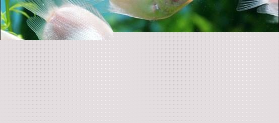 ǱˮCP��ι���Ű���ڣ�